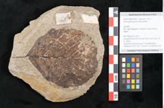 Foto (Objekt + Etikett) von Alnus glutinosa (Linne) Gärtner (NHMW-GEO-2024-0188-15002)